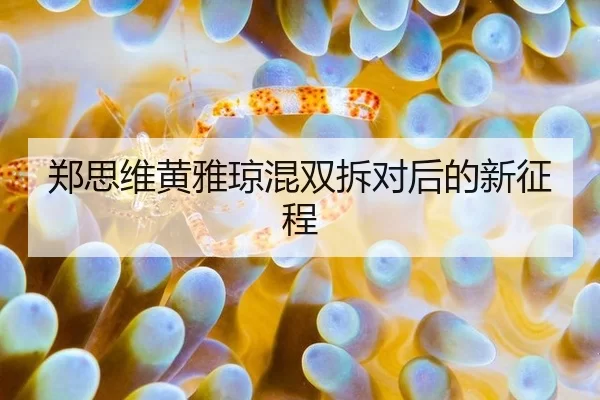 郑思维黄雅琼混双拆对后的新征程